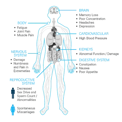 How Lead Affects Adults